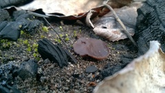 Daleomyces petersii
