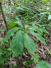 Arisaema macrospathum