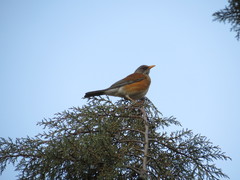 Turdus rufopalliatus