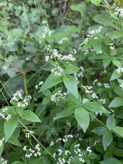 Galium valantioides