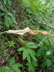 Arisaema macrospathum