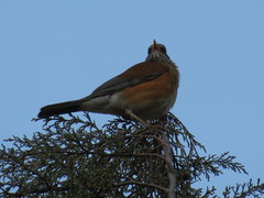 Turdus rufopalliatus