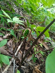 Arisaema macrospathum