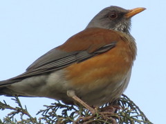 Turdus rufopalliatus