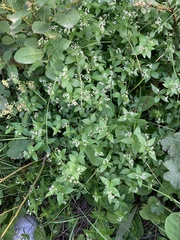 Galium valantioides