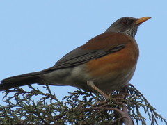 Turdus rufopalliatus