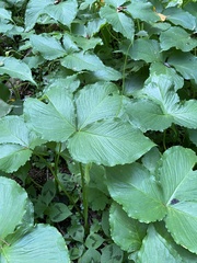 Pinellia tripartita