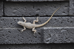 Uta stansburiana