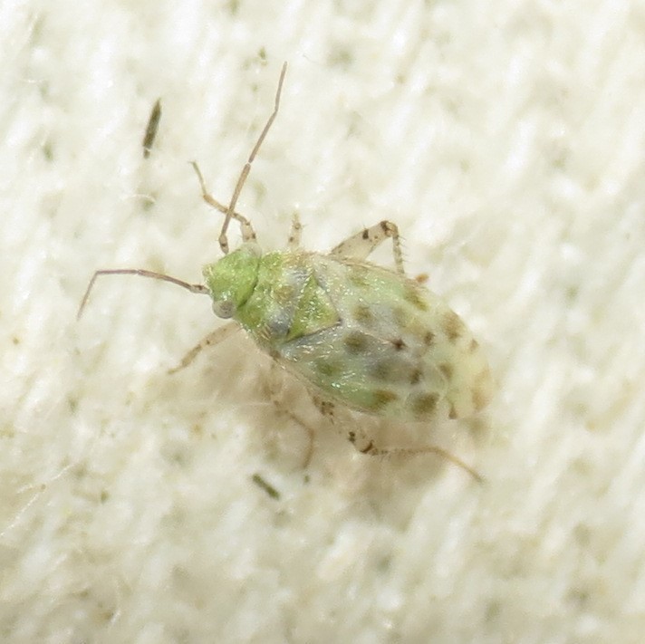 Atomoscelis onusta