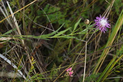Centaurea × livonica