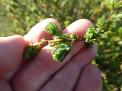 Cliffortia polygonifolia