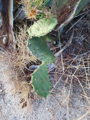 Opuntia