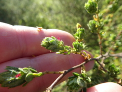 Cliffortia polygonifolia