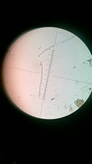 Daleomyces petersii