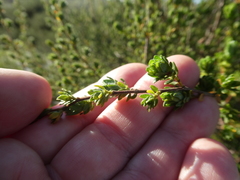 Cliffortia polygonifolia