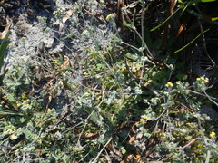 Gymnodiscus capillaris