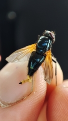 Mesembrina resplendens