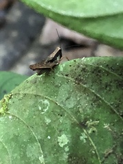 Batrachideini