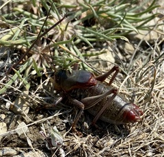Anabrus simplex