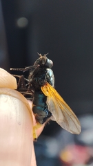 Mesembrina resplendens