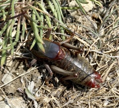 Anabrus simplex