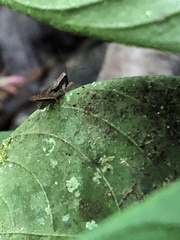 Batrachideini
