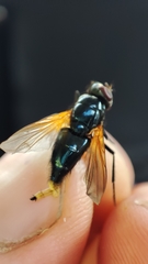 Mesembrina resplendens