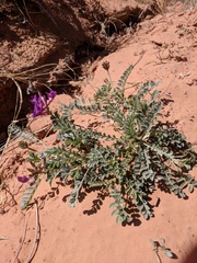 Astragalus amphioxys