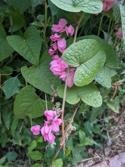 Antigonon