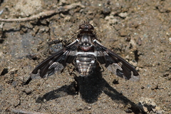 Exoprosopa dorcadion