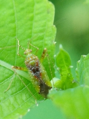 Phytocoris tibialis
