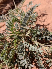 Astragalus amphioxys