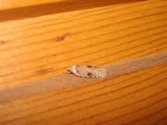 Agonopterix propinquella