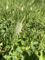 Sanguisorba
