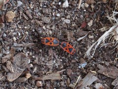 Pyrrhocoris apterus