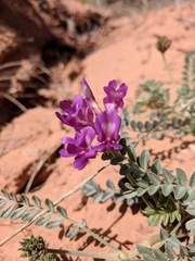 Astragalus amphioxys