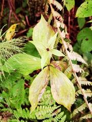Paris verticillata