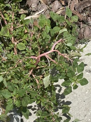 Amaranthus blitum image