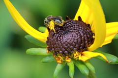 Hemihalictus