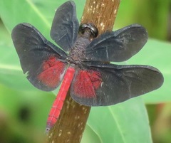 Diastatops pullata