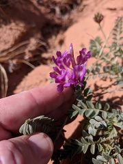 Astragalus amphioxys