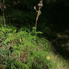 Polemonium caeruleum
