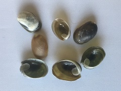 Smaragdinella calyculata