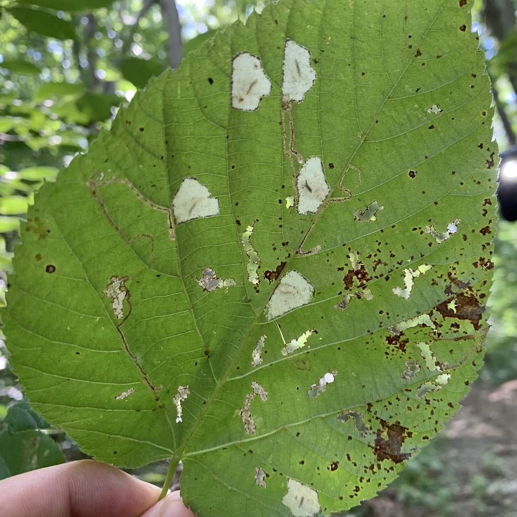 Basswood Miner Moth