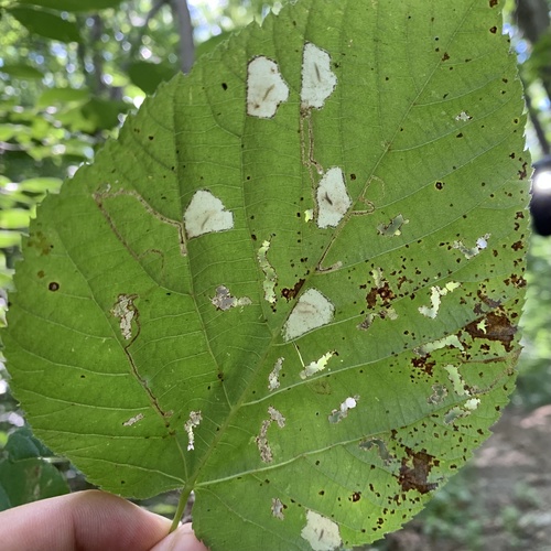 Basswood Miner Moth