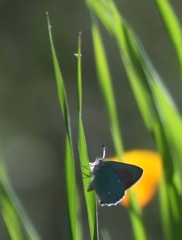 Callophrys dumetorum