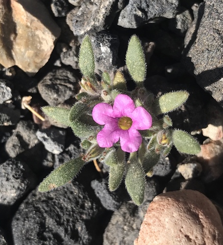 Nama demissa var. covillei