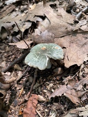Virescentinae