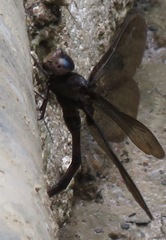 Gynacantha membranalis