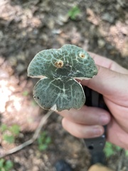 Virescentinae